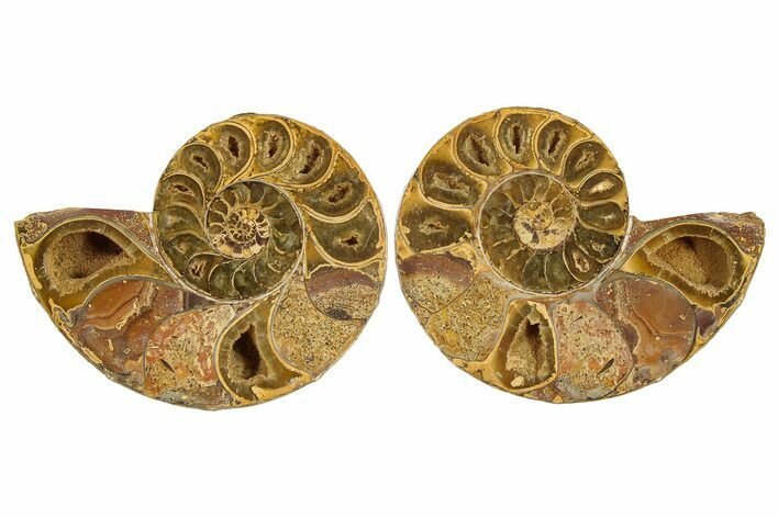 Jurassic Cut & Polished Ammonite Fossil - Madagascar #289392